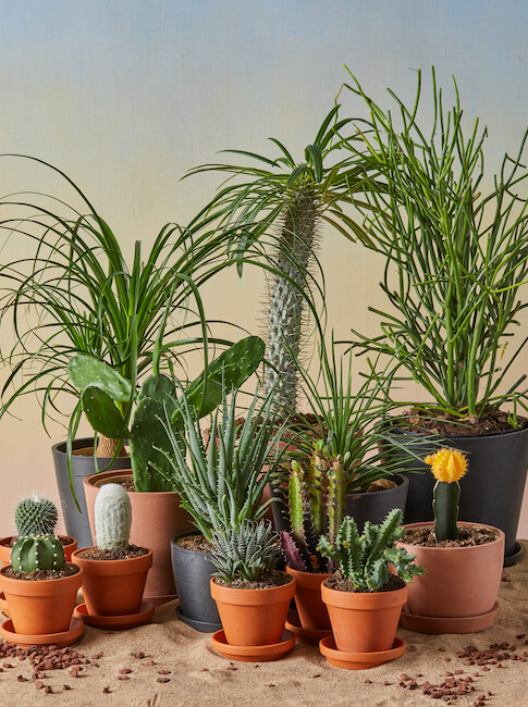 Assorted nuleafsnatural cacti and succulents